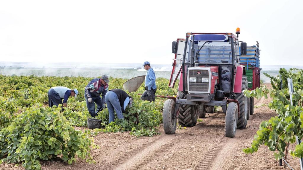 Vendimiadores en un viñedo.