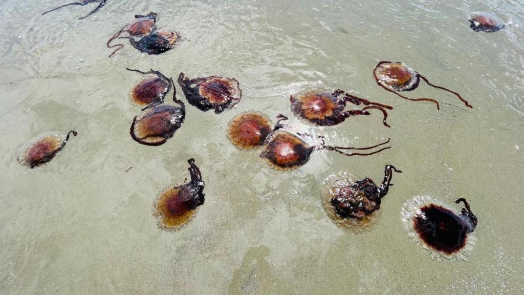 Imagen ilustrativa de medusas gigantes.