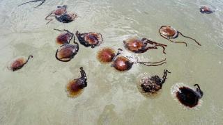 Imagen ilustrativa de medusas gigantes.