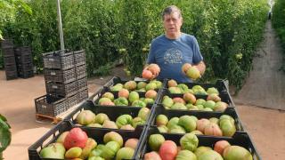 Francisco Taus, un productor de tomates de Benicarló (Castellón).