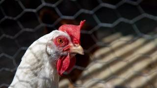 Más de 37.000 gallinas sacrificadas en un pueblo de Guadalajara tras detectarse un foco de gripe aviar