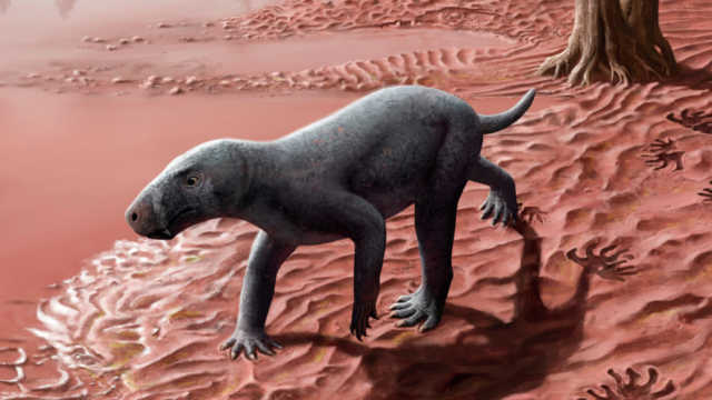 Recreación del antepasado de los mamíferos encontrados en Mallorca.