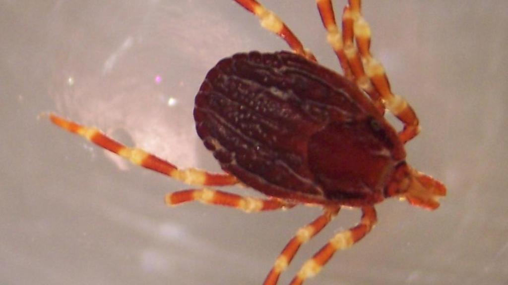 Garrapata Hyalomma luistanicum.