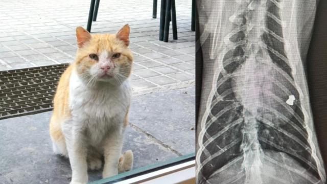 El gato Errico y la bala encontrada en su cuerpo.