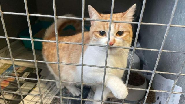 Uno de los animales de Refuxio de Bando.