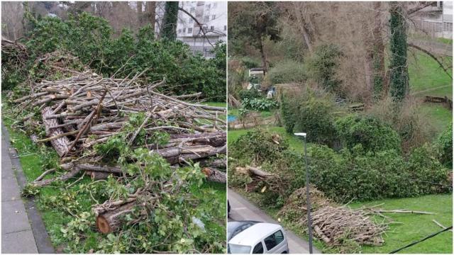 Árboles caídos tras la borrasca Herminia