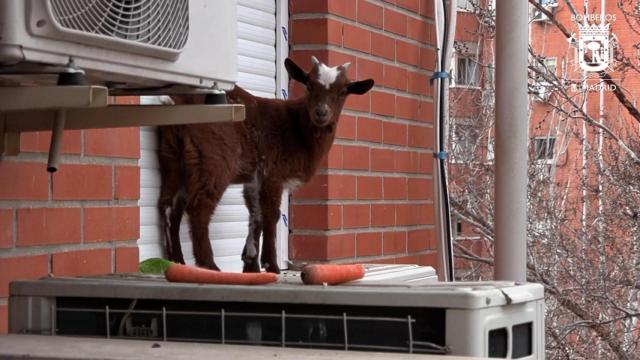 Bomberos rescatan a una cabra atrapada en la ventana de un quinto piso en Villaverde (Madrid)