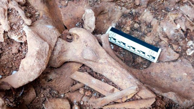 Restos humanos encontrados en una fosa común excavada en Campillos (Málaga).