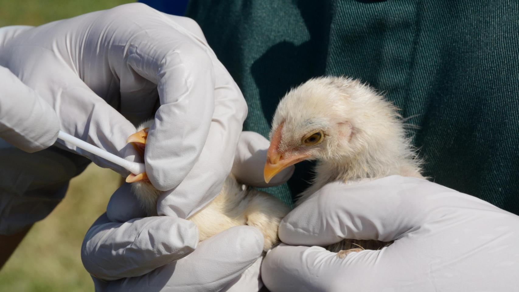 Quinto foco de gripe aviar en Valladolid en menos de un mes: casi 900.000 aves sacrificadas desde septiembre