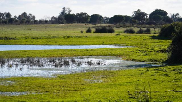 Paisaje en el parque natural de Doñana.