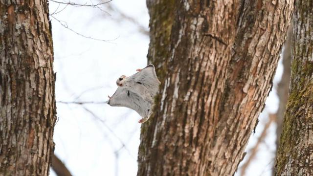 Las ardillas voladoras, no son realmente voladoras sino que saltan con estilo.