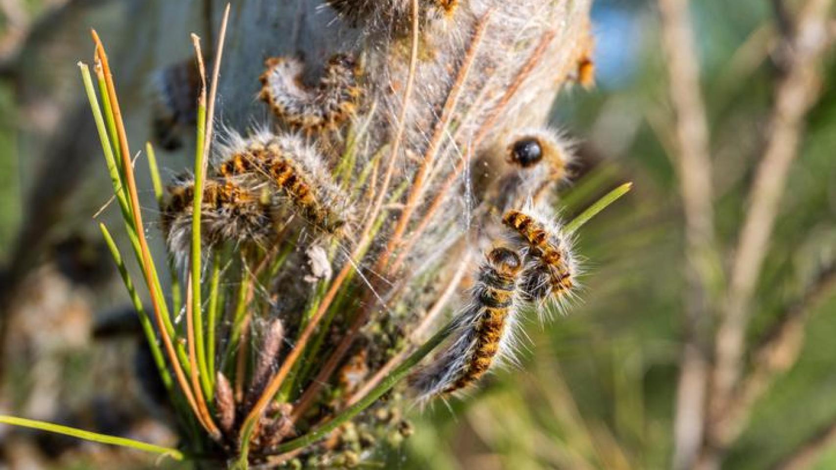 Gusanos procesionarias preparando su nido en la copa de un pino.