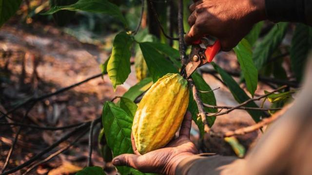 Un agricultor corta las vainas del árbol del cacao.