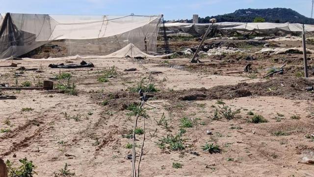 Denuncian robos continuados de hasta 150.000 euros en un vivero afectado por la dana en el municipio de Chiva