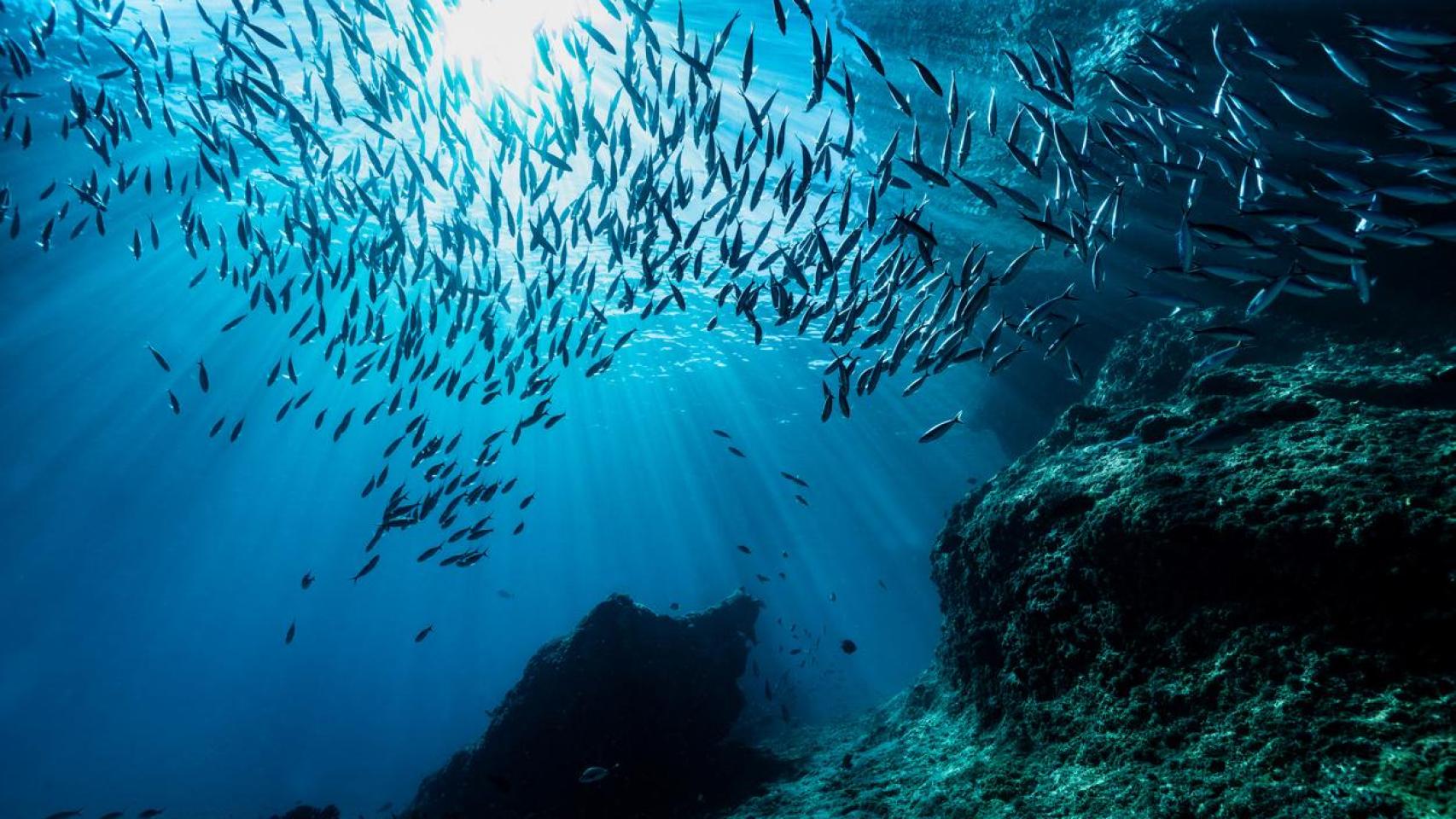 El ser vivo más grande del océano mide 34 metros, tiene más de tres siglos y está en Oceanía.