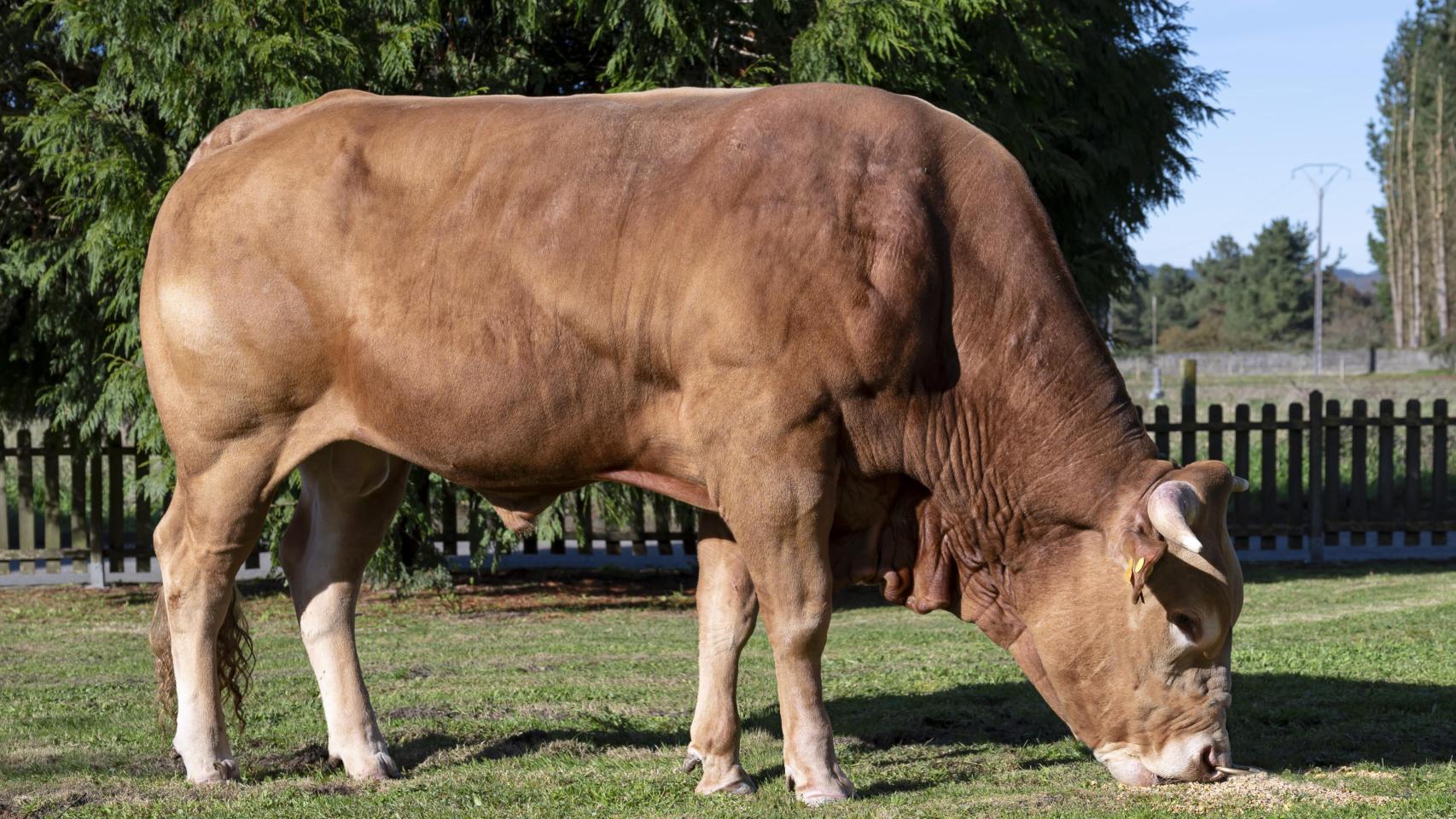 Vaca de Raza Gallega Rubia.