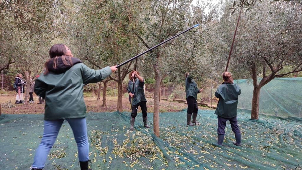 Agricultores vareando.