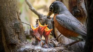 Un pájaro alimenta a sus crías que esperan en el nido.