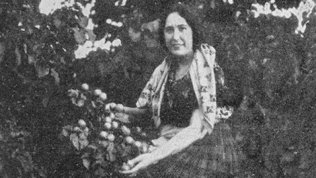 Una mujer recolecta albaricoques de Toledo hacia 1929. Foto de Pablo Rodríguez para Revista Toledo.