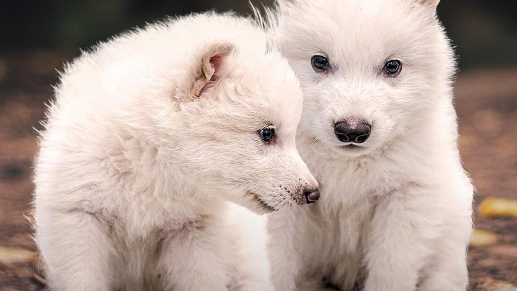 Romulus y Remus, dos de los cachorros de lobo terrible creados por Colossal.