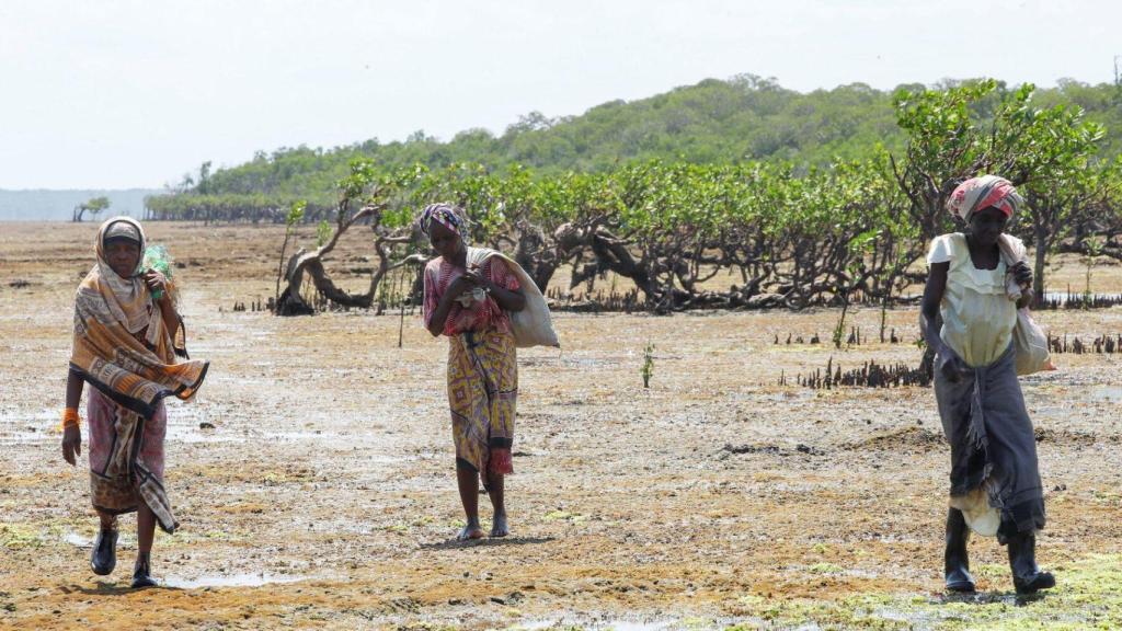 Los cultivadores de algas llevan su cosecha desde el océano Índico hasta la playa abierta en la aldea de Kibuyuni, condado de Kwale, Kenia, el 21 de octubre de 2024.