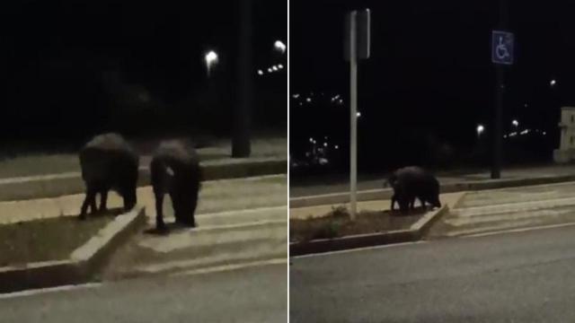 Una piara de jabalíes se pasea por el barrio de Novo Mesoiro, en A Coruña