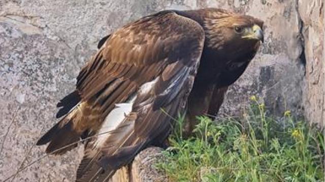 Rescatan a un águila real al que habían disparado en una casa abandonada de un paraje de Ciudad Real