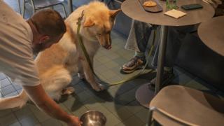 En estos restaurantes las mascotas son bienvenidas: los nuevos 270 Soletes 'pet friendly' de Guía Repsol