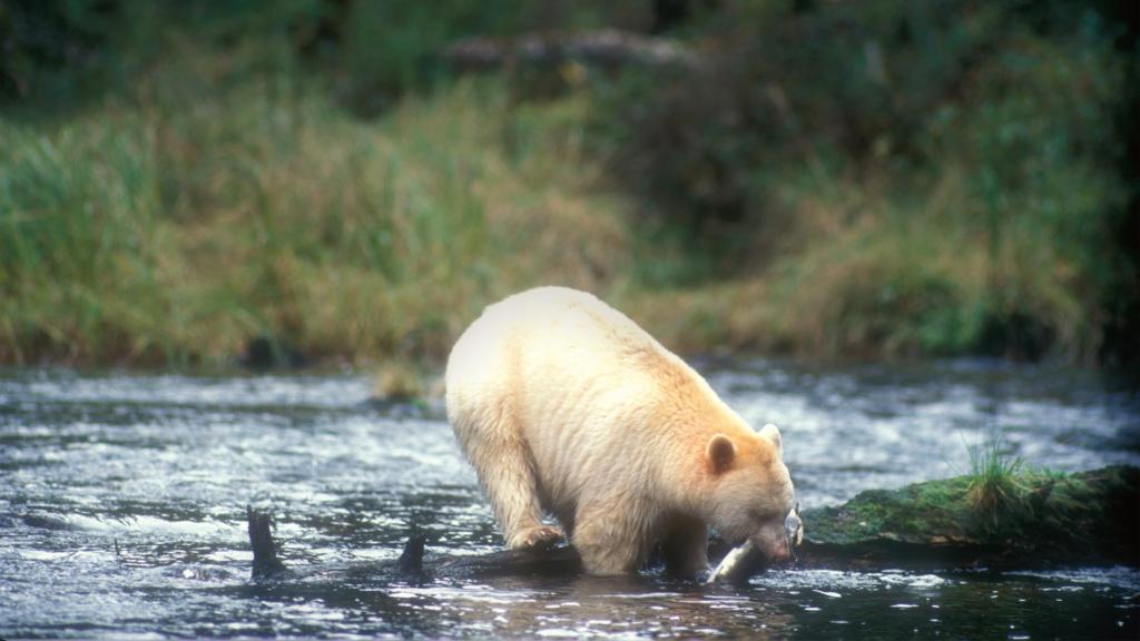 Una de las fotografía de Douglas Peacock realizada durante su tiempo en Yellowstone.