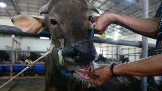 Un ganadero examina la boca de una vaca buscando signos de fiebre aftosa.