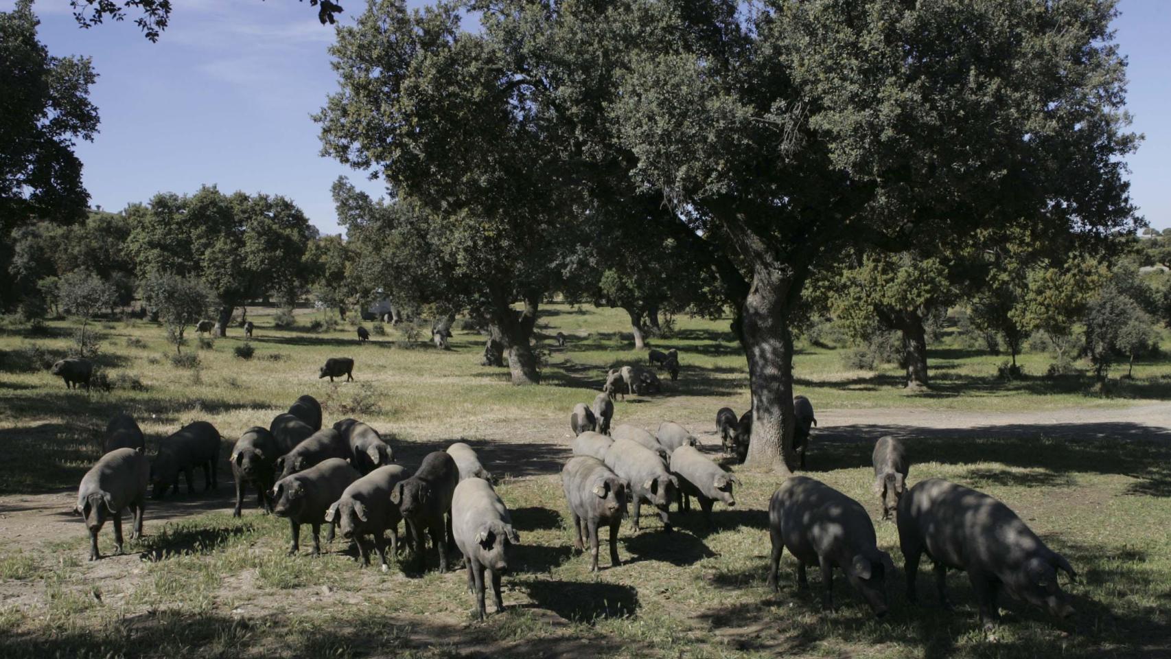 Cerdos ibéricos