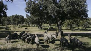 China impone aranceles de hasta el 20% a ElPozo, Campofrío y otras empresas cárnicas españolas