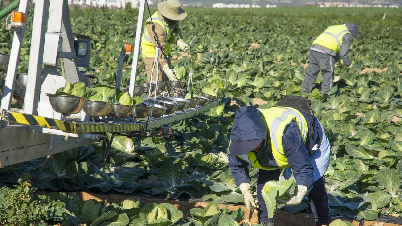 Foto de archivo de agricultores recolectando. Fundación Ingenio