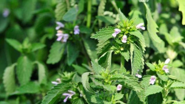 Vista general de una planta de toronjil.