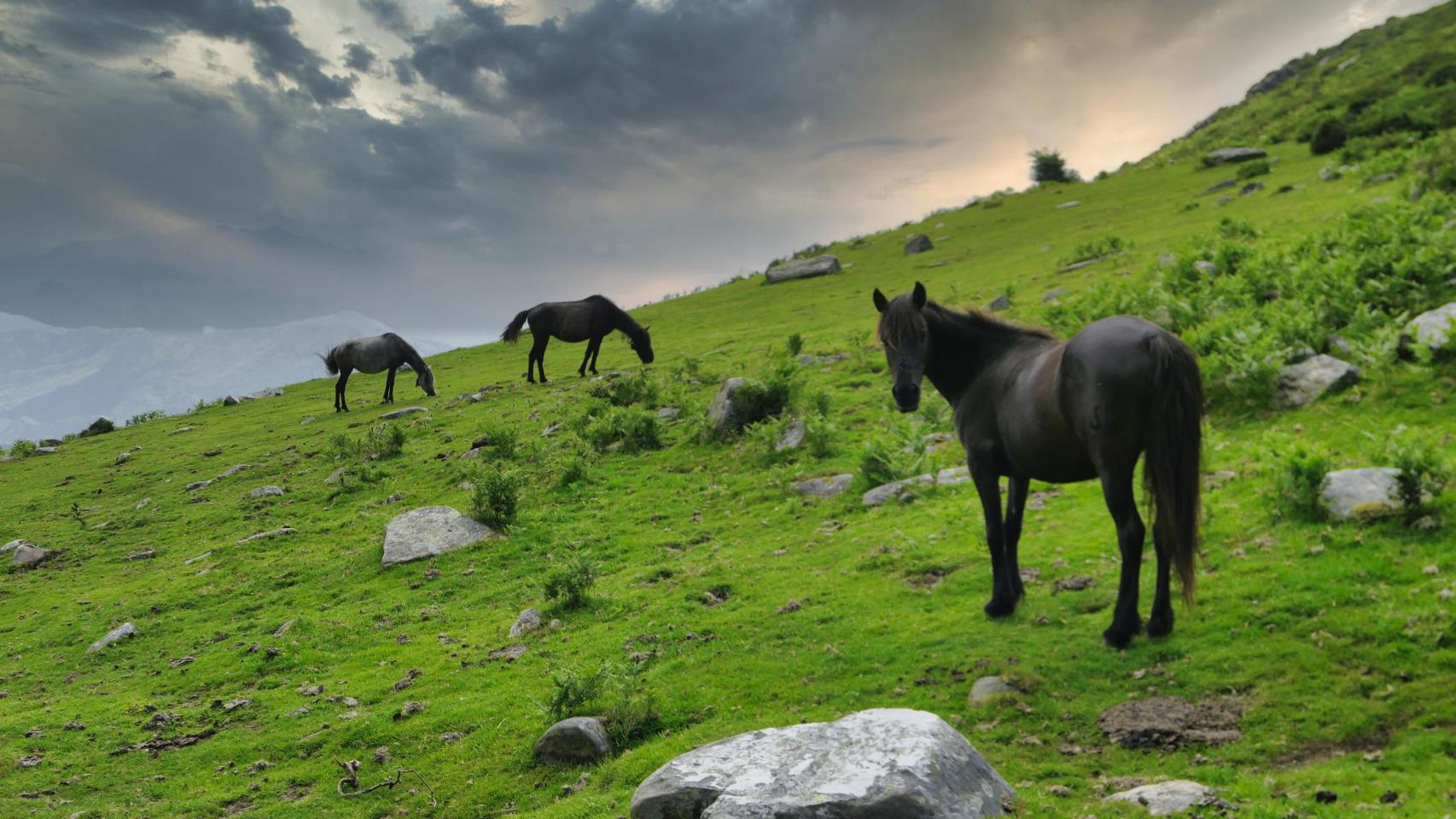 Asturcones pastando en la Sierra del Sueve.