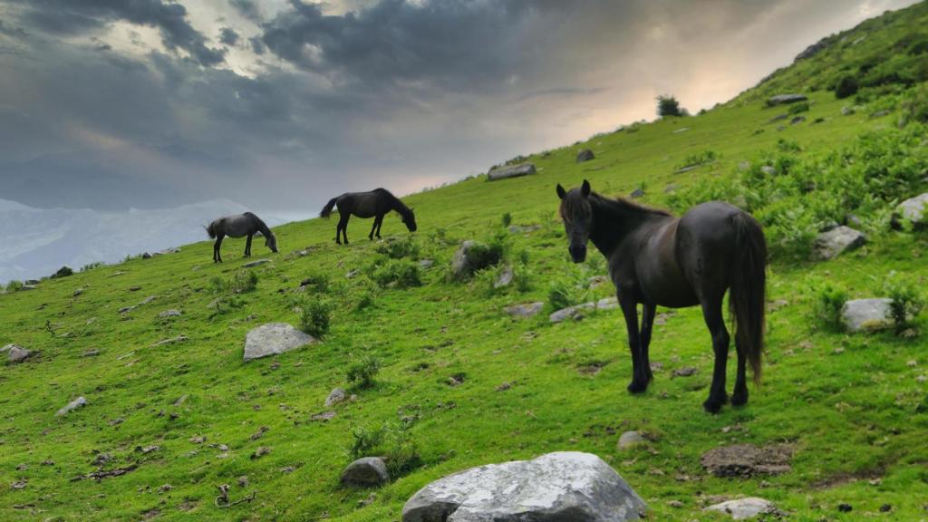 Asturcones pastando en la Sierra del Sueve.