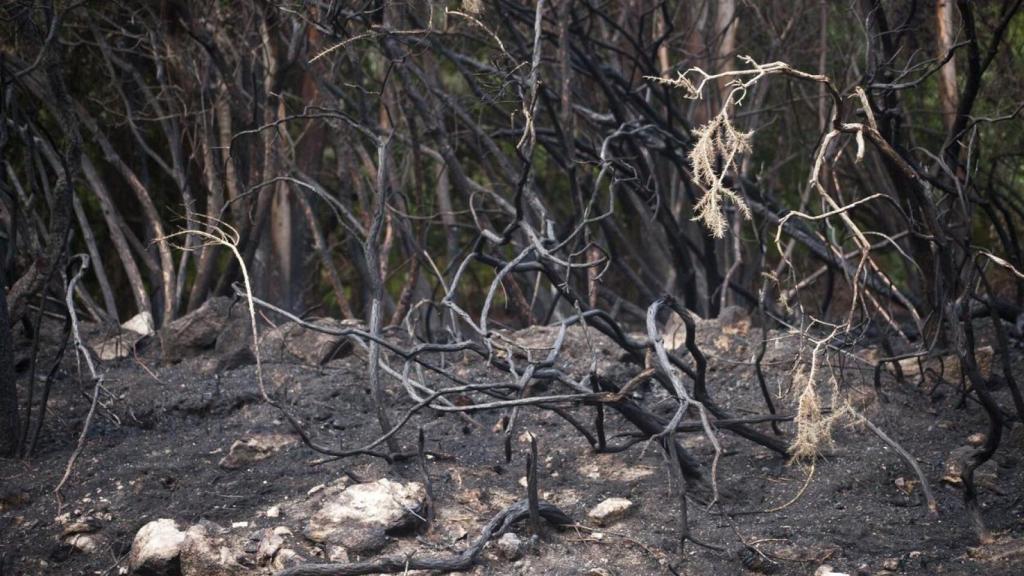 Detalle de un bosque quemado.
