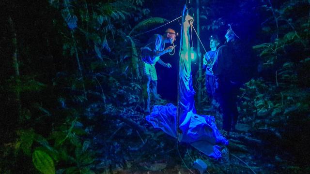 Menno Schilthuizen (izquierda) y dos expedicionarios observan los insectos posados en una de las trampas colocadas unas horas antes.