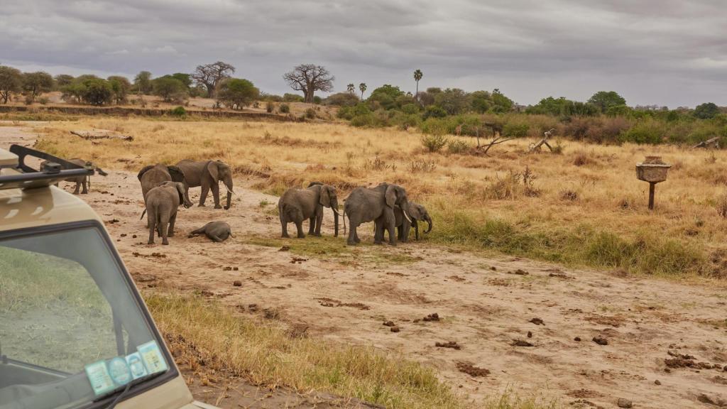Elefantes cruzando las cosechas en pueblos de África y Asia.