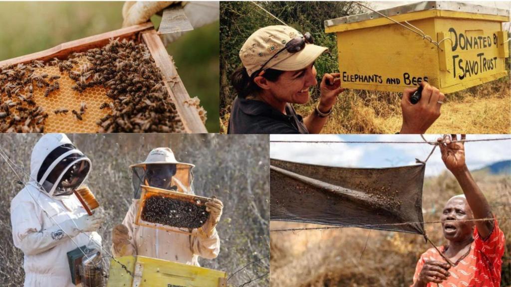 Proyecto Elephants & Bees.