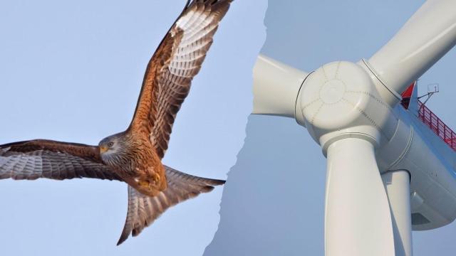 Ejemplar de milano real volando.