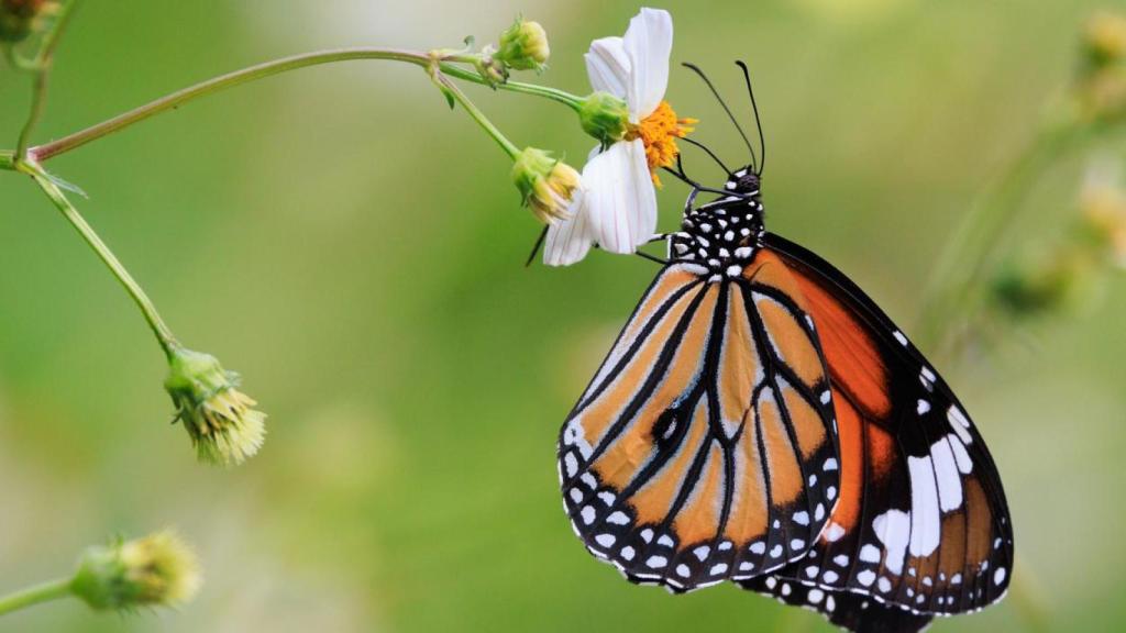 Imagen de archivo de una mariposa.