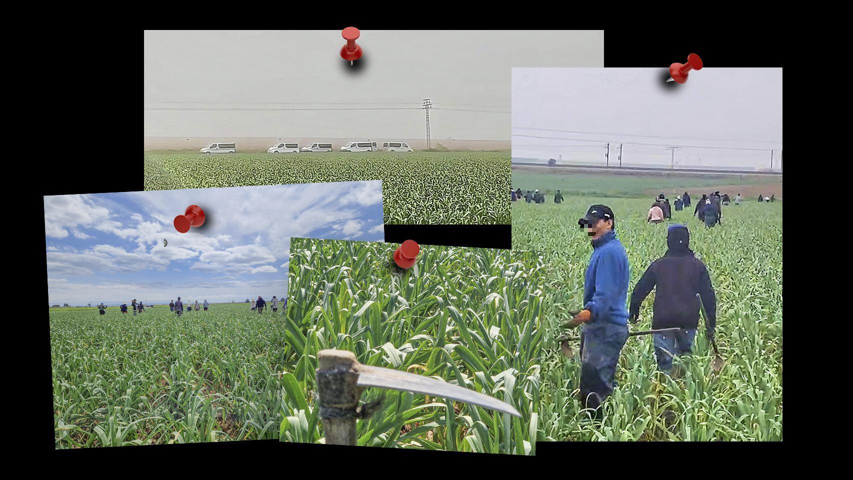 Los nuevos esclavos del campo manchego que toman 'crack' para resistir: A nuestros negreros no les importa que tomemos mierda dura mientras trabajemos