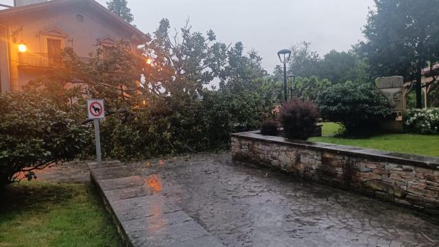 Imagen del arbol caido.