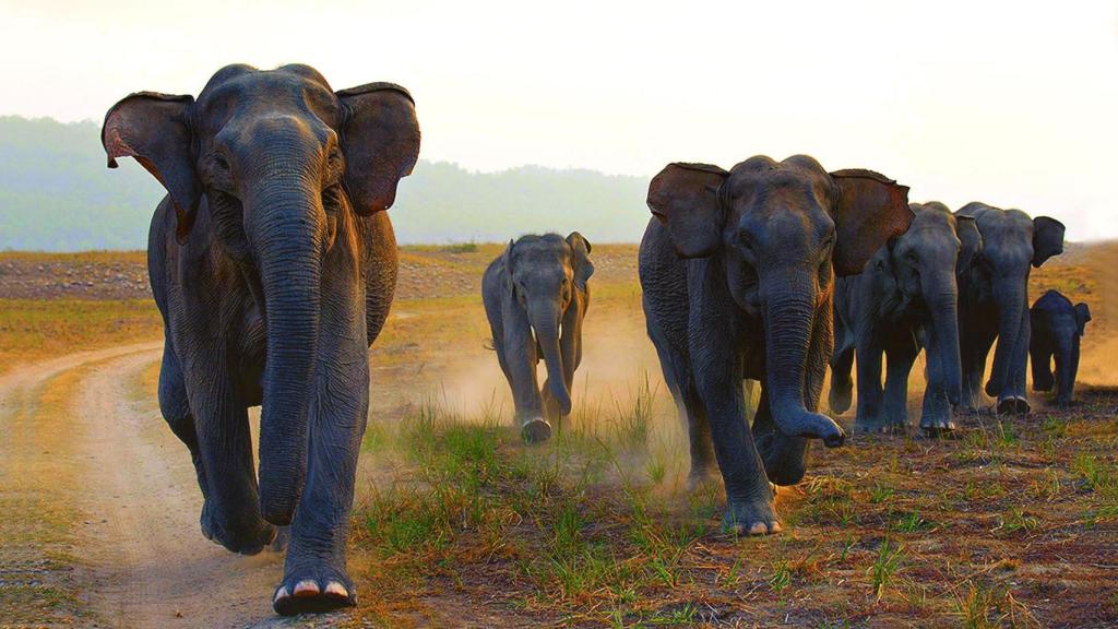 Imagen de archivo de una manada de elefantes en libertad.