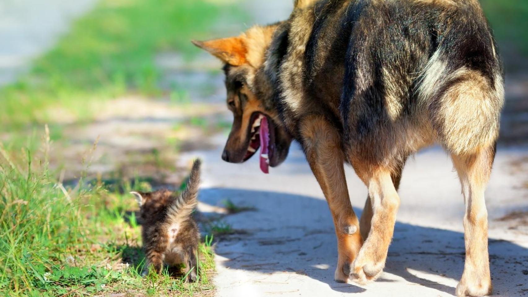 Un perro y un gato en la calle.