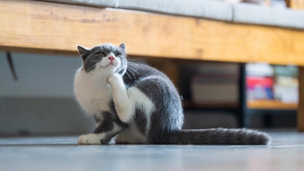 Un gato doméstico rascándose.