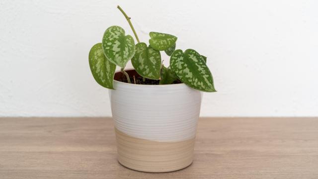 Una planta en una casa.