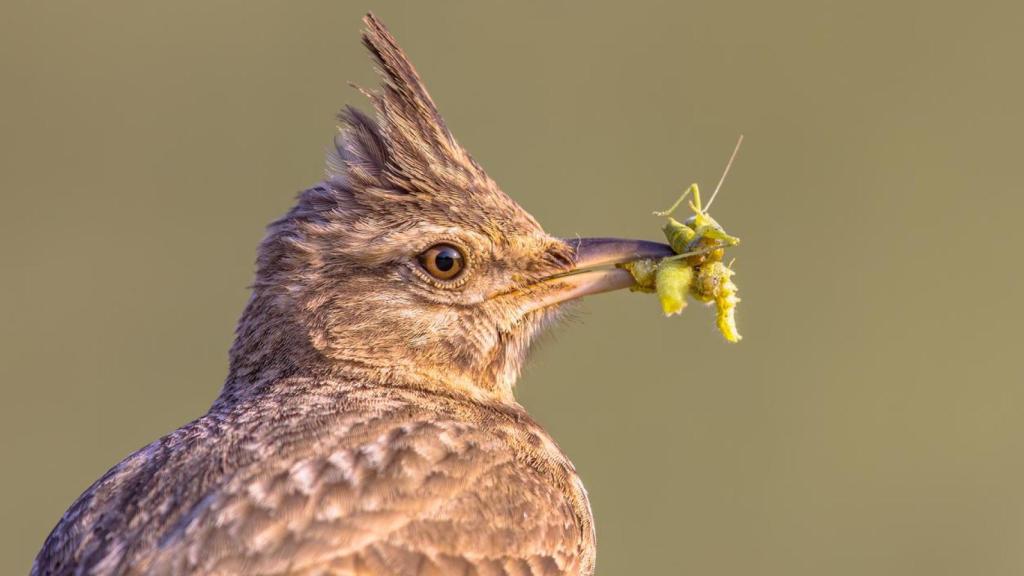 La alondra capuchina con pico lleno de insectos.