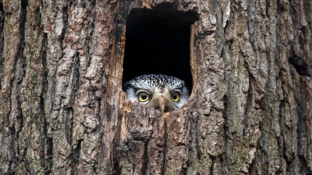 Búho halcón del norte escondido en un árbol.